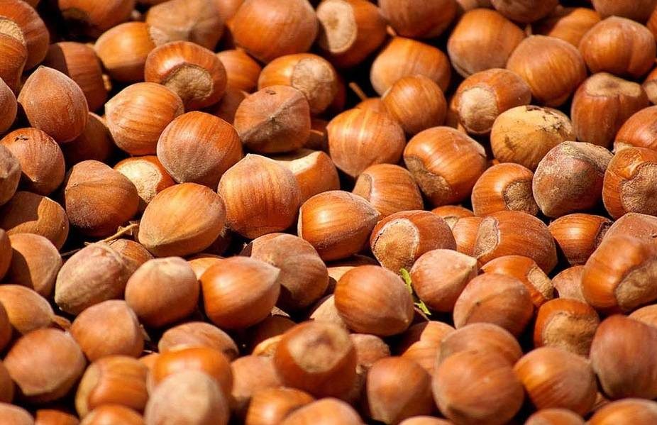 Nocciole in guscio della Tuscia