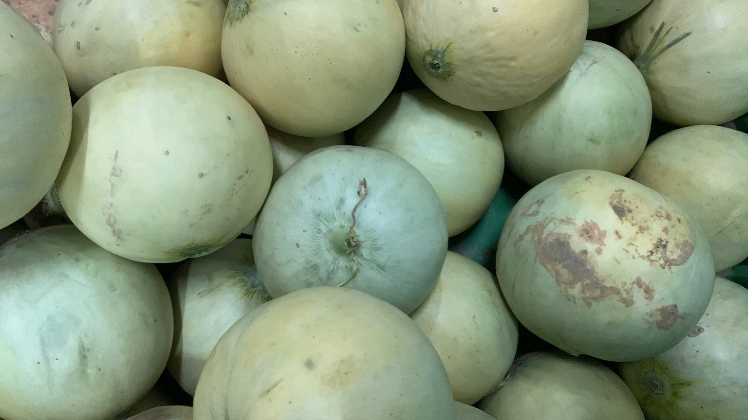 Frutti appena raccolti, pronti per il controllo qualità