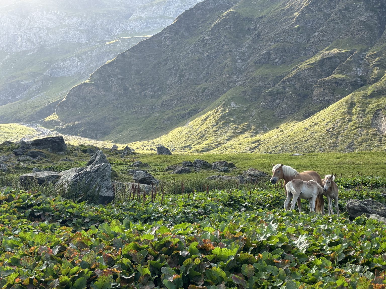 Pascolo di montagna con un gregge di pecore