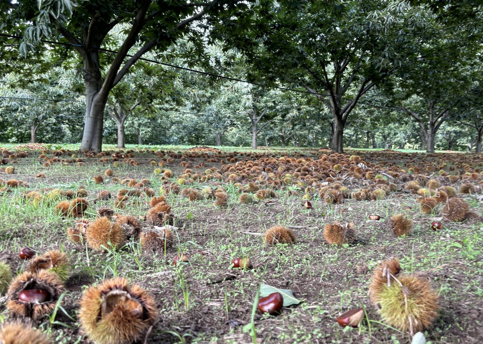 Castagneto durante la raccolta, ricci e castagne a terra