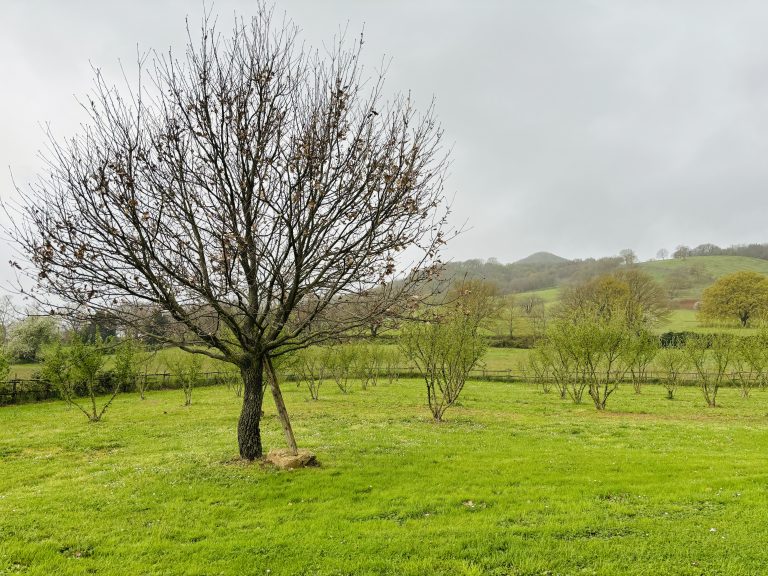 Impianto di giovani alberi da frutto in campo